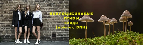 шишки Верея
