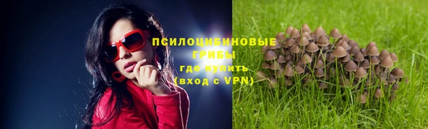 шишки Верея